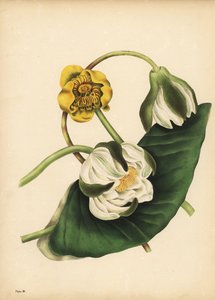 白い睡蓮（Nymphaea odorata）と黄色い睡蓮（Nuphar lutea）、沈黙 作： Unbekannt