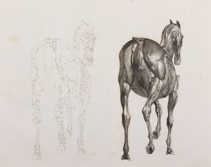 馬の第三解剖層、背面図 作： Unbekannt