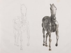 馬の第三解剖層、正面図 作： Unbekannt