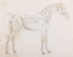 馬の第三解剖層、側面図 作： Unbekannt