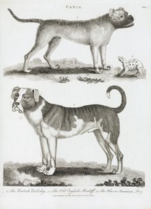 犬の3つのタイプ 作： Unbekannt