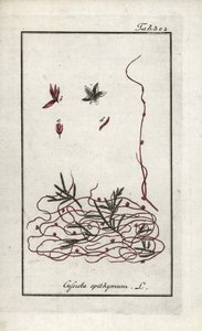 タイム・カスキュートまたは小花カスキュート（Cuscuta epithymum）。オランダ、ヨハネス・ゾーン（1739-1799）の "Afbeelding der Artseny-Gewassen "からのリトグラフ。 作： Unbekannter Künstler