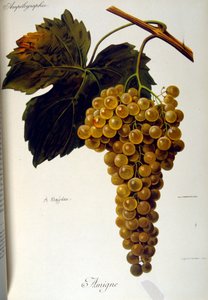 フランスの葡萄栽培総論（ワイン用葡萄の栽培）のタイトルページ 1905年
