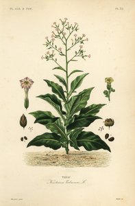 タバコ植物、Nicotiana tabacum、Tabac 作： Unbekannt