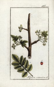 トメントースまたはタカマクガム（Elaphrium tomentosum）。ヨハネス・ゾーン（1739-1799）作 "Afbeelding der Artseny-Gewassen "のリトグラフ（オランダ）。 作： Unbekannter Künstler