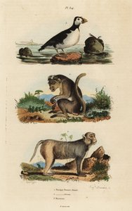 アカゲザル（Macaca mulatta）1、アカゲザル（Macaca mulatta）2、インコ（Aethia psittacula）3 作： Unbekannt