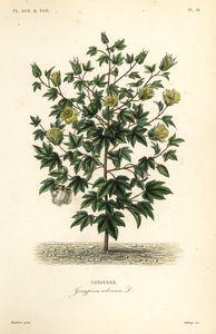 木綿、Gossypium arboreum、Cotoninier