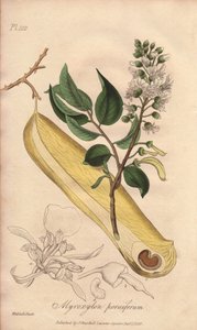 発熱の木（Myroxylon peruiferum） - ジョン・チャーチによってロンドンで出版されたジョン・ステファンソンとジェームズ・モース・チャーチルの「医学植物学、ロンドン、エディンバラ、ダブリンの薬用植物の説明」を説明するためのウィリアム・クラークによる強い水。 作： Unbekannter Künstler