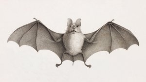 エジプトのコウモリ、トライデント・ホースシュー・バット 作： Unbekannt
