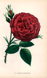 ブール＝ラ＝レーヌのマルゴッタン氏によって育成され、1855年のパリ万国博覧会で最高賞を受賞したハイブリッド・ローズ。イポリット・ジャマンとオイゲンから、F.グローボンが自然をもとに描き、リトグラフにしたクロモリトグラフ。 作： Unbekannter Künstler