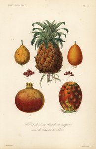 熱帯果物、高温または温帯温室の果物 作： Unbekannt