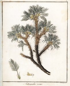 ギンペル作のリトグラフ、フリードリッヒ・ゴットローブ・ヘインズ（1763-1832）の医学植物学から抜粋。 作： Unbekannter Künstler
