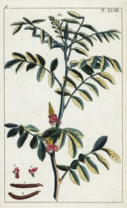 真藍、Indigofera tinctoria。 作： Unbekannter Künstler