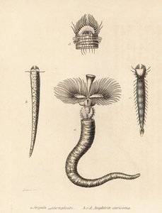 チューブワーム、Serpula vermicularis（Serpula contortuplicata）とファンワーム、Amphictene auricoma（Amphitrite auricoma）。ゲオルク・フリードリッヒ・トライチケの自然史ギャラリー『Naturhistoris』所蔵のゼーナーの図版をもとにゲブハルトが手彩色したリトグラフ。 作： Unbekannter Künstler