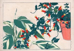 鉢植えのツートンカラーのマネッティと矢車草のディカダムまたはハーブ。植木鉢の中の爆竹蔓（マネッティア・バイカラー）と矢車草（マランタ・アルンディナセア）。谷上湖南『西洋草花図譜』所収の手彩色木版画。 作： Unbekannter Künstler