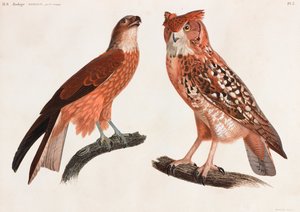 鳥のカラーイラスト2点