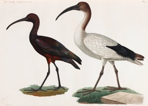 鳥のカラーイラスト2点 作： Unbekannt