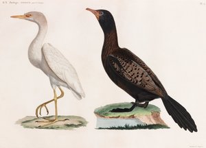 鳥のカラーイラスト2点 作： Unbekannt