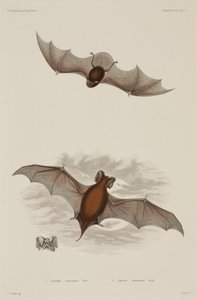 2種類のコウモリ 作： Unbekannter Künstler