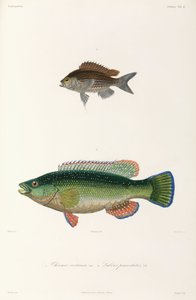 2 種類の魚、黒海 作： Unbekannter Künstler