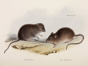 2種類のマウス（南アメリカ、1832-1836年頃