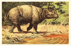 Uintatherium anceps、始新世の絶滅した草食哺乳類。1908 年 (リトグラフ) 作： Unbekannter Künstler