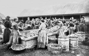 イギリス : ハーブを切る女性たち。アバディーン, c1880 作： Unbekannt