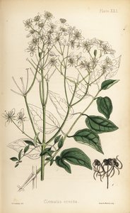 直立した処女の東屋、クレマチス・レクタ（Clematis erecta）。ヘンリー・サワービーによる手彩色リトグラフ、エドワード・ハミルトン著『Flora Homeopathica』より。 作： Unbekannter Künstler