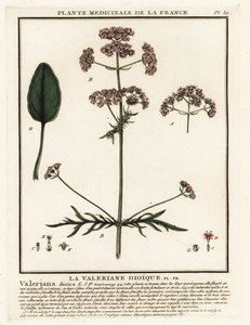 バレリアン、Valeriana dioica。 作： Unbekannter Künstler