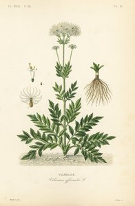 バレリアン、Valeriana officinalis、バレリアンヌ 作： Unbekannt
