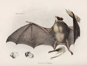 吸血コウモリ、南アメリカ、c 1832-1836 作： Unbekannter Künstler