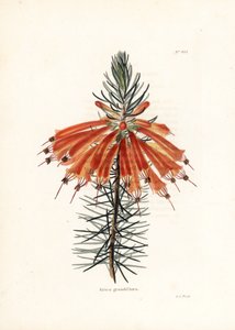 Variete de bruyere - ジョージ・クックによるリトグラフ、イギリスの雑誌『Conrad Loddiges Botanical Cabinet』（1738-1826）のために制作。