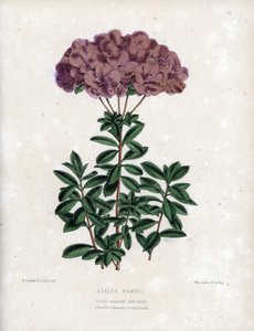 アザリーマーベルの変種で、アムセナタイプのセミダブルの小花、淡い紫色。Worthington G.Smith (1835-1917)によるリトグラフ、Floral Magazineに掲載。 作： Unbekannter Künstler