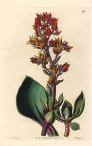 エケベリア（アメリカの多肉植物）の変種 - 鋭葉エケベリア、エケベリア・アクチフォリア。エドワーズ植物図鑑』（ジョン・リンドレー編集、ロンド刊）に掲載されたサラ・ドレイク嬢の図版をもとに、ジョージ・バークレーが手彩色した銅版画。 作： Unbekannter Künstler