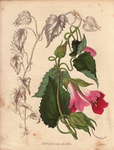 Lophospermum(L.Scandens)の変種で、ピンクと紫の花をつける。ベイツ氏によって発見された種で、メキシコの潅木に広く見られる。この植物はチャールズ・テイリューアのコレクションで栽培され、リヴの植物園にあった。 作： Unbekannter Künstler