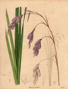 南アフリカ原産のアイリス（Sparaxis pendula）の変種で、薄紫色の垂れ下がった花を咲かせる。R.ミルズ（1836～1842年活躍）による挿絵。ベンジャミン・モーンドの「The Botanist」シリーズ全5巻（1836～1842年刊行）に掲載。 作： Unbekannter Künstler