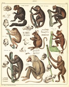 類人猿の品種。 1841年（リトグラフ） 作： Unbekannter Künstler