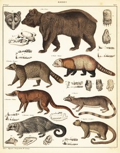 クマの品種、1841年（リトグラフ）