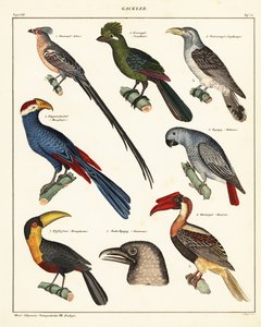 鳥の品種、1841年（リトグラフ） 作： Unbekannter Künstler