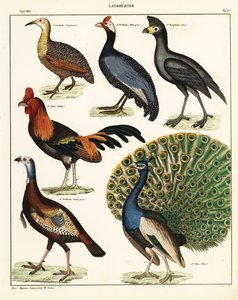 鳥の品種。 1841年（リトグラフ） 作： Unbekannter Künstler