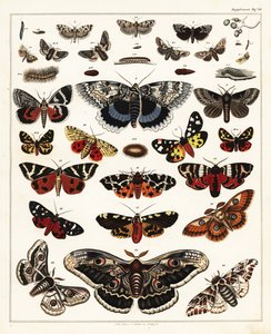 蝶、蛾などの品種、1841年（リトグラフ） 作： Unbekannter Künstler