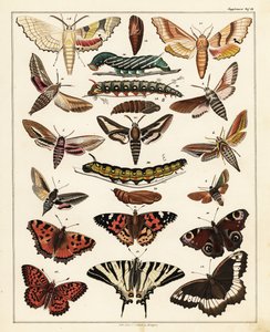 蝶、蛾などの品種、1841年（リトグラフ） 作： Unbekannter Künstler