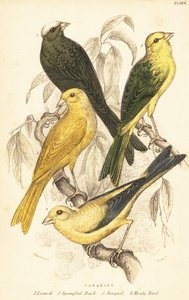 カナリアの品種、セリヌス カナリア ドメスティックカ.1889 (彫刻) 作： Unbekannter Künstler