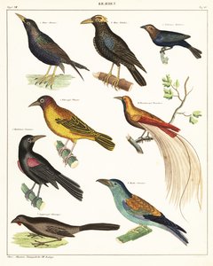 エキゾチックな鳥の品種。 1841年（リトグラフ） 作： Unbekannter Künstler