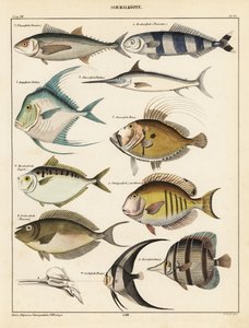 魚の品種、1841年（リトグラフ） 作： Unbekannter Künstler