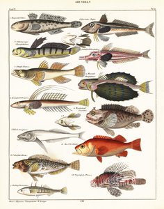 魚の品種、1841年（リトグラフ）