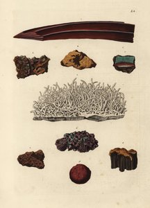 鉄鉱石の品種。ゲオルク・ヴォルフガング・クノール著『Deliciae Naturae Selectae of Kabinet van Zeldzaamheden der Natuur』（Blusse and Son, Nuremberg）の図版をもとにした手彩色銅版画。