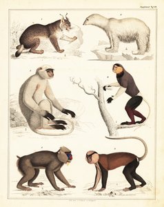 哺乳類の品種。 1842年（リトグラフ） 作： Unbekannter Künstler