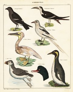 海鳥の品種。 1841年（リトグラフ） 作： Unbekannter Künstler