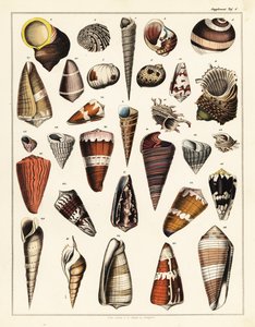 さまざまな貝殻、軟体動物、1841年（リトグラフ）
